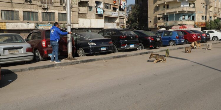 وزير الزراعة: انتقلنا من إدارة الأزمات إلى الحلول الجذرية في ملف كلاب الشوارع