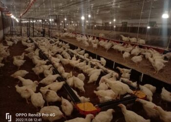 وزير الزراعة: «العالمية للصحة الحيوانية» تعتمد 22 منشأة داجنة جديدة خالية من إنفلونزا الطيور.. والإجمالي يرتفع لـ 59 منشأة في مصر
