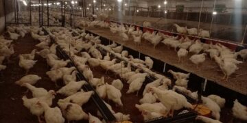 ​وزير الزراعة: «العالمية للصحة الحيوانية» تعتمد 22 منشأة داجنة جديدة خالية من إنفلونزا الطيور.. والإجمالي يرتفع لـ 59 منشأة في مصر