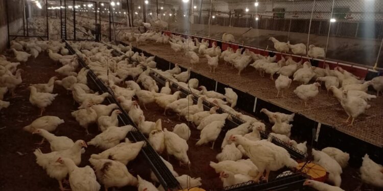 ​وزير الزراعة: «العالمية للصحة الحيوانية» تعتمد 22 منشأة داجنة جديدة خالية من إنفلونزا الطيور.. والإجمالي يرتفع لـ 59 منشأة في مصر