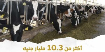 وزارة الزراعة: 10.3 مليار جنيه إجمالي تمويلات مشروع البتلو ل 45.5 ألف مستفيد