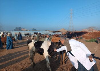 الزراعة: تحصين أكثر من 2.1 مليون رأس ماشية حتى الآن ضمن الحملة الاستثنائية ضد الحمى القلاعية