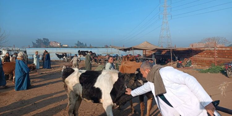 الزراعة: تحصين أكثر من 2.1 مليون رأس ماشية حتى الآن ضمن الحملة الاستثنائية ضد الحمى القلاعية