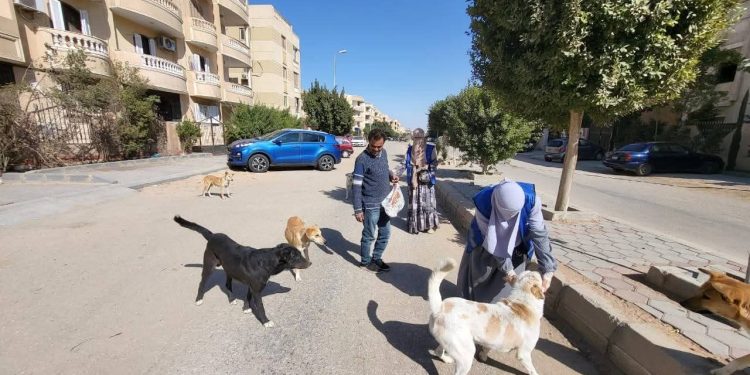 الزراعة: تحصين 8,254 كلب حر وتعقيم 1,122 منذ يناير ضمن الحملة القومية لمكافحة مرض السعار