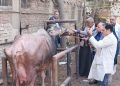 الزراعة: 241 قافلة بيطرية مجانية لدعم صغار المربين في 238 قرية خلال يناير