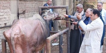 الزراعة: 241 قافلة بيطرية مجانية لدعم صغار المربين في 238 قرية خلال يناير