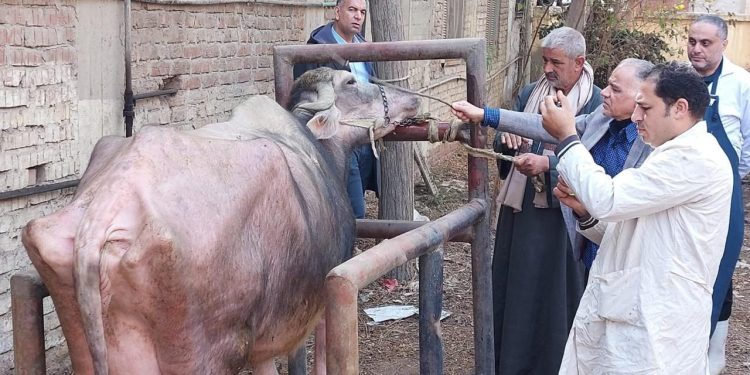 الزراعة: 241 قافلة بيطرية مجانية لدعم صغار المربين في 238 قرية خلال يناير