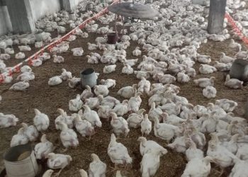 «الزراعة» تستعرض جهود حماية الثروة الداجنة في مصر.. وترد على شائعات النفوق غير الطبيعي