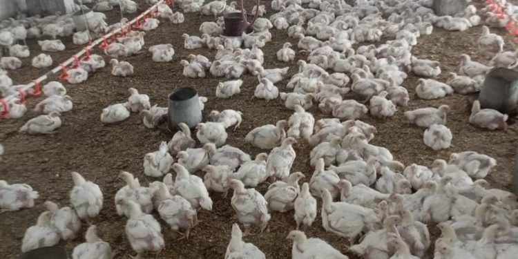 «الزراعة» تستعرض جهود حماية الثروة الداجنة في مصر.. وترد على شائعات النفوق غير الطبيعي