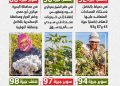 مبكرة النضج وموفرة للمياه.. «الزراعة» تعلن خريطة أصناف القطن المعتمدة لموسم 2026