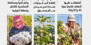 مبكرة النضج وموفرة للمياه.. «الزراعة» تعلن خريطة أصناف القطن المعتمدة لموسم 2026
