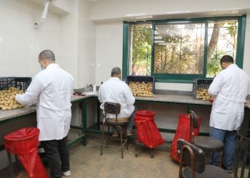 الزراعة: فحص 290 ألف طن بطاطس مُعدة للتصدير خلال فبراير.. بإجمالي 411 ألف طن منذ بداية الموسم