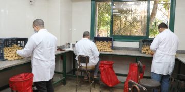 الزراعة: فحص 290 ألف طن بطاطس مُعدة للتصدير خلال فبراير.. بإجمالي 411 ألف طن منذ بداية الموسم