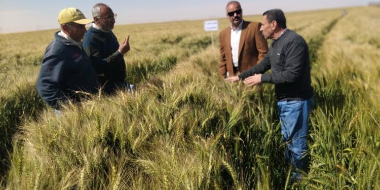بتوجيهات وزير الزراعة.. فريق بحثي يتفقد زراعات القمح بتوشكى وشرق العوينات لمتابعة المحصول